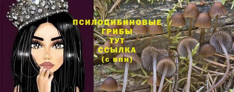 Псилоцибиновые грибы Psilocybine cubensis  Дмитров 